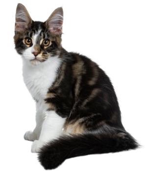 white and brown cat white and brown cat